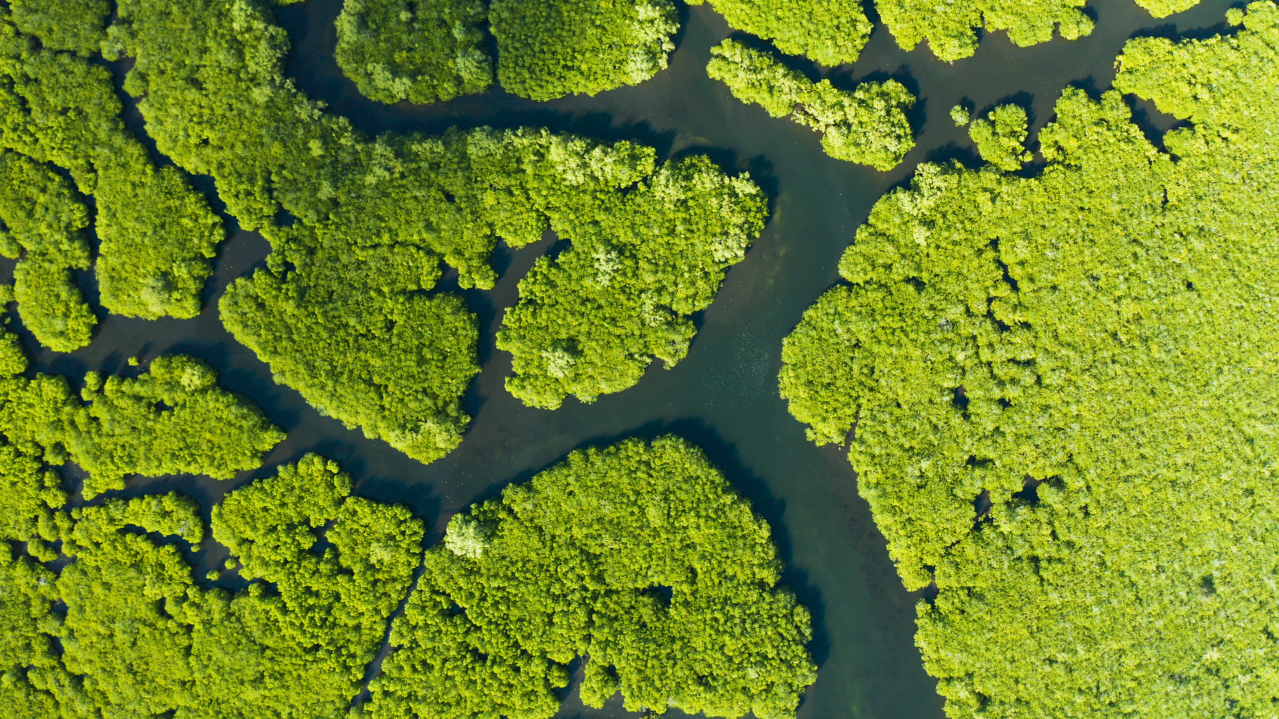 Nature-Based Solutions to Combat Water Related Disasters