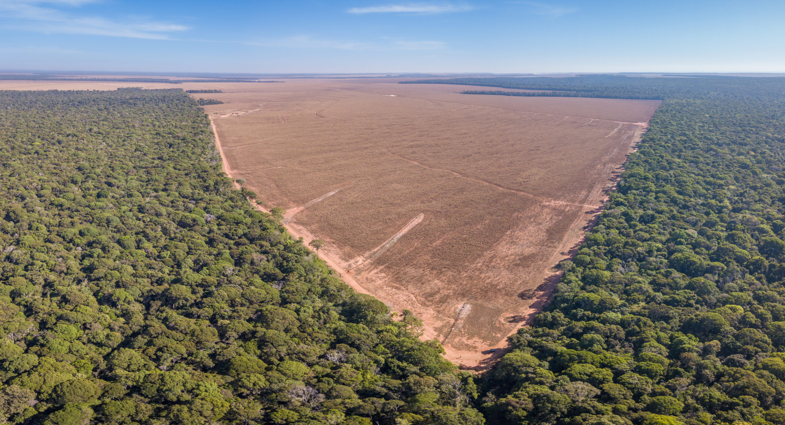 Tackling Illegal Tropical Deforestation through Climate Policy